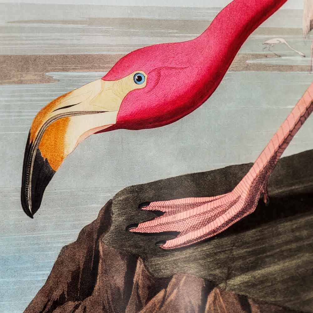 Wading Flamingo Framed Art