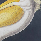 Pellicano Framed Art