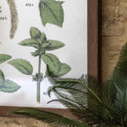 Foliage Study Framed Art Set of 2
