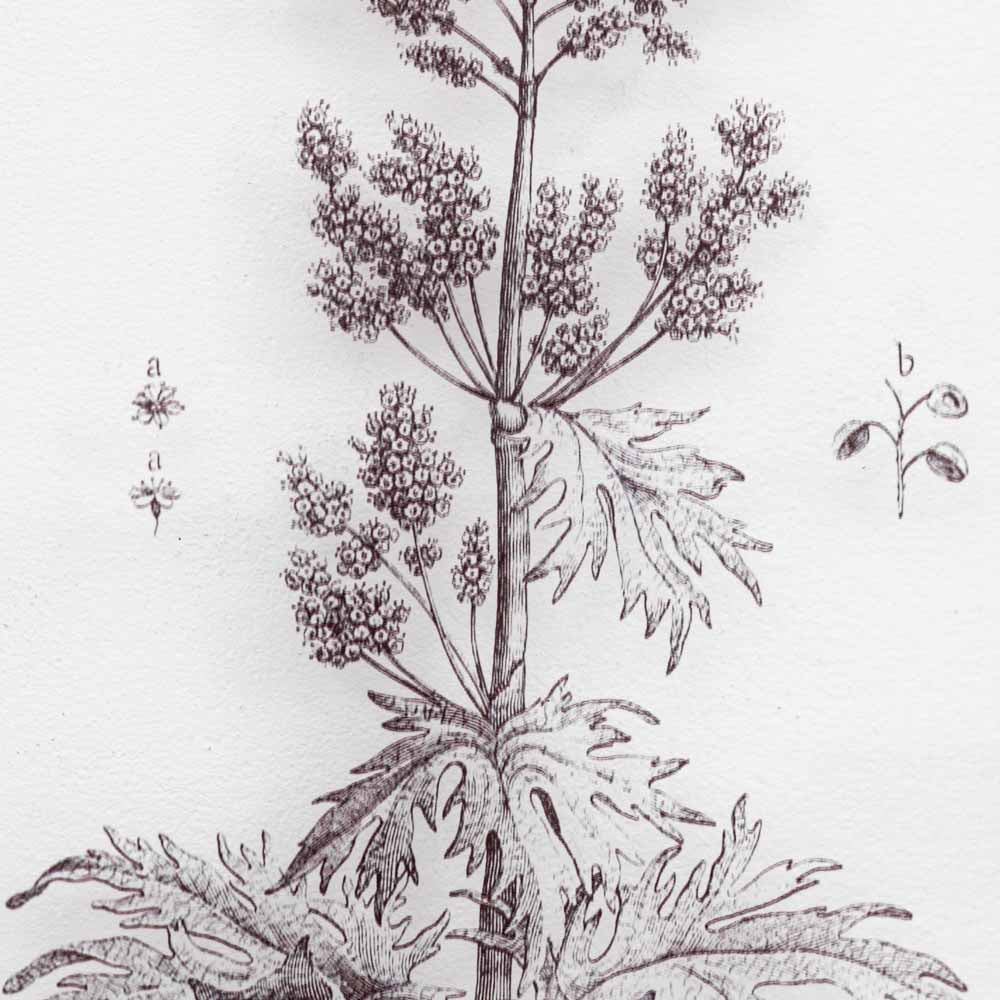 Petiole Art Set of 2